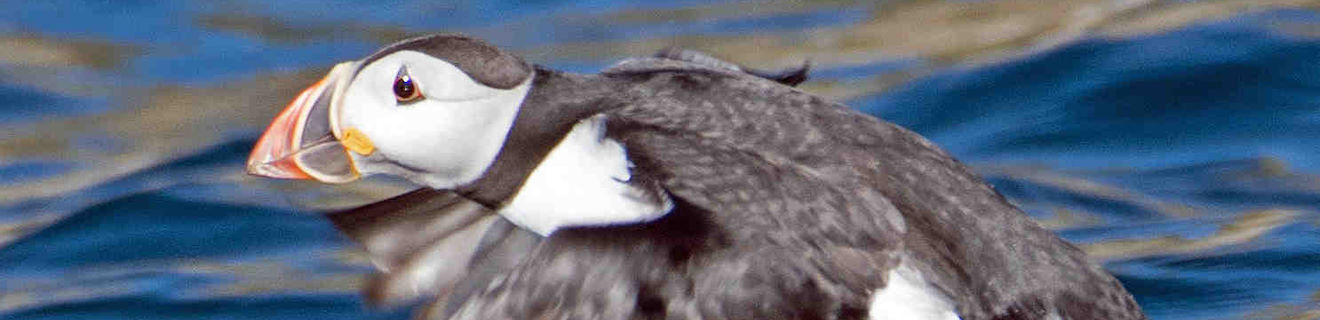 Atlantic Puffin